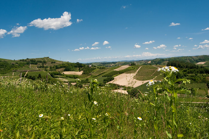 Colline_del_Roero_(Piemonte,_Italia)_666.jpg