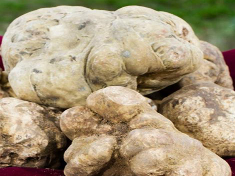 Fiera Internazionale del Tartufo Bianco d'Alba